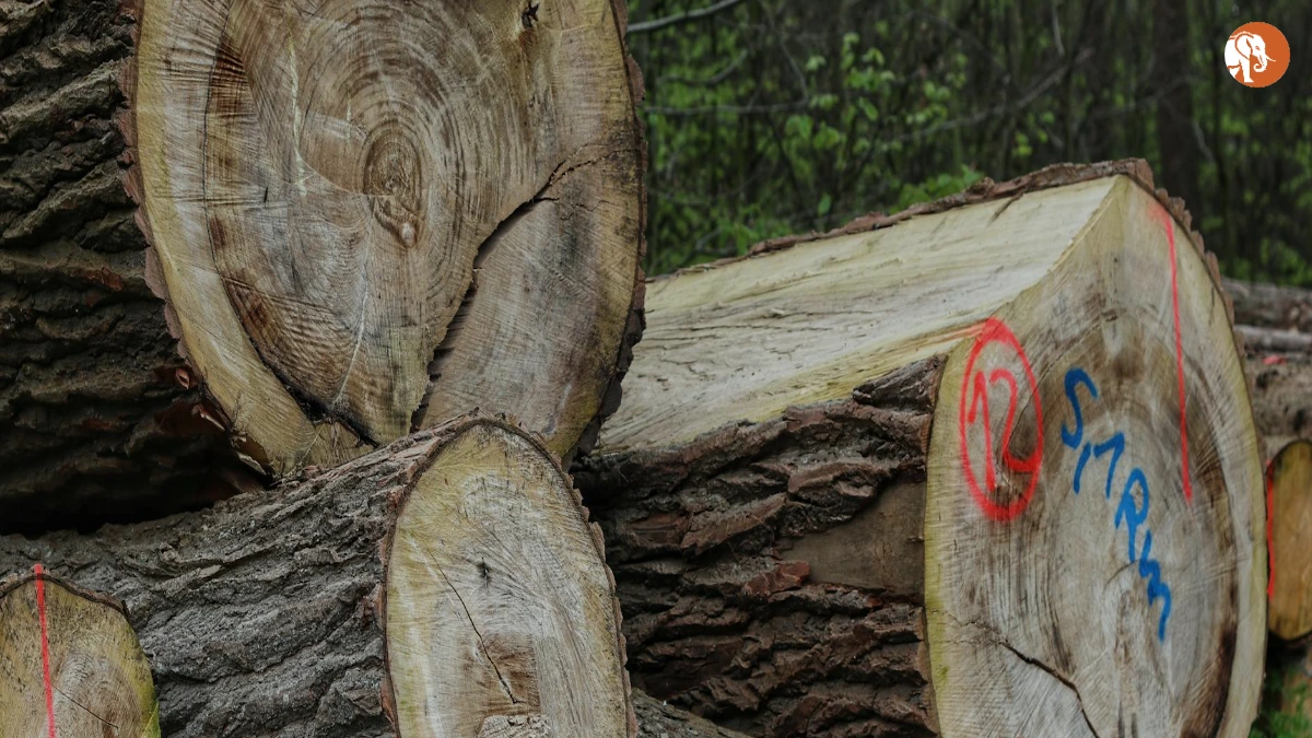 किर्क कैमरन: एक प्रेरणादायक सफर किर्क कैमरन: एक प्रेरणादायक सफर